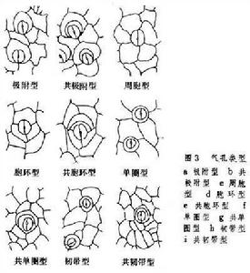 氣孔[植物器官上皮許多小開孔之一]