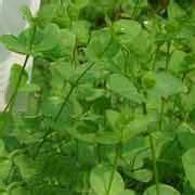 荷蓮豆菜[荷蓮豆菜]