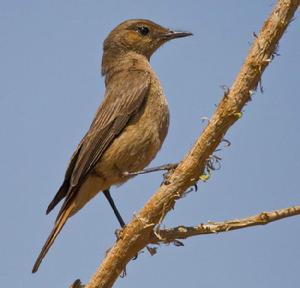 紅尾岩鵖 紅尾岩鵖