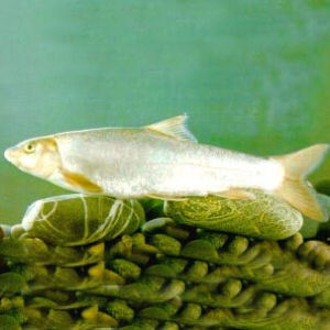 齊口裂腹魚 齊口裂腹魚