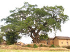 白坭村500年的榕樹