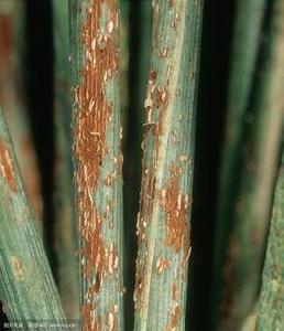 小麥鏽病 小麥鏽病