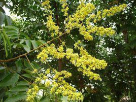 欒樹[無患子科欒樹屬植物]