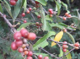 胡禿子葉 胡禿子葉