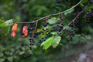 烏蘇里鼠李 烏蘇里鼠李