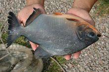 指環蟲引起的鰓病顯著浮腫