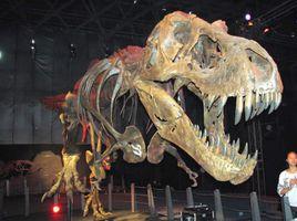 皮諾曹王 皮諾曹王