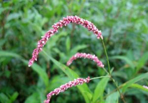 暗果春蓼 暗果春蓼