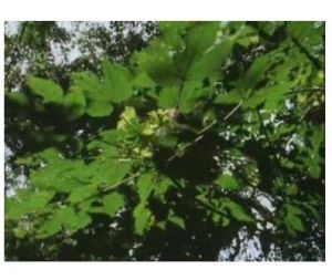 瓦登堡銼木 瓦登堡銼木