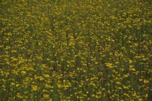 腺毛短星菊 腺毛短星菊