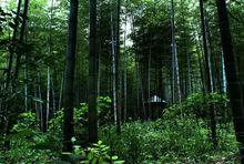 南山竹海 壽比南山