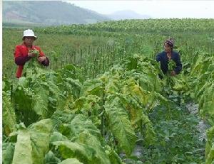 （圖）採摘菸葉 
