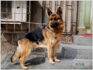 隆德杭犬 隆德杭犬