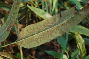 疏網鳳丫蕨 疏網鳳丫蕨
