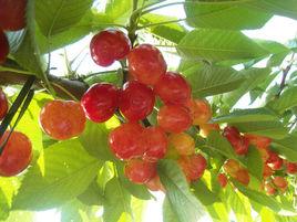 龍冠[櫻桃品種]