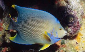 渡邊刺蝶魚 渡邊刺蝶魚