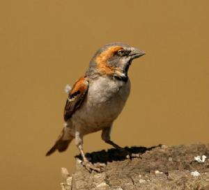 科爾多凡棕麻雀