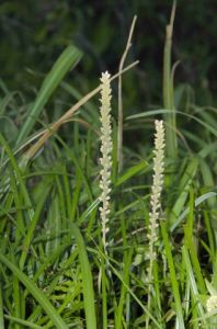 短柄粉條兒菜 短柄粉條兒菜