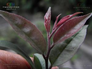 毛葉冬青 毛葉冬青