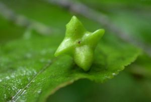 瘤枝衛矛 瘤枝衛矛
