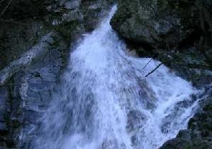 太平森林公園（圖）孔雀開屏