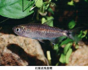 直線脂鯉屬 直線脂鯉屬