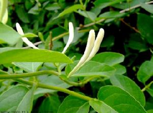 南江金銀花 南江金銀花