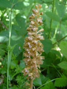 大花鳥巢蘭 大花鳥巢蘭