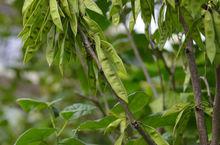 紫荊[豆目豆科植物]