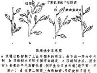 頂端優勢 頂端優勢