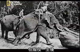 動物長壽的秘密