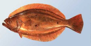 網紋叉鼻魨 網紋叉鼻魨