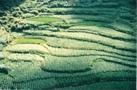 活龍坪鄉 活龍坪鄉