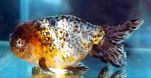 火鶴魚