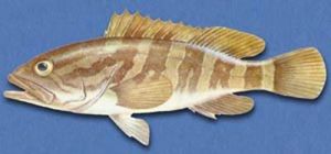 石紋石斑魚 石紋石斑魚