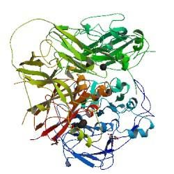 血清銅藍蛋白 血清銅藍蛋白