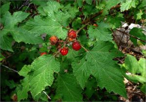 按葉懸鉤子 按葉懸鉤子