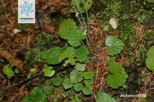 嗩吶草屬 嗩吶草屬