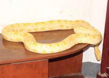 黃金蟒[緬甸蟒蛇的白化突變種]