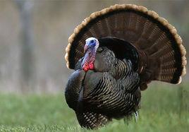 火雞[火雞屬鳥類的一種]