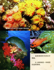 《美麗的珊瑚礁》