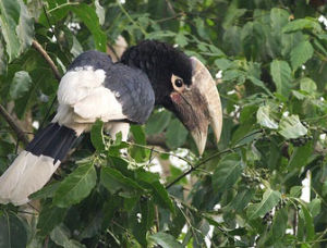 褐頰噪犀鳥 褐頰噪犀鳥