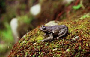 鄉城齒蟾 鄉城齒蟾