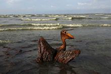 墨西哥灣漏油事件