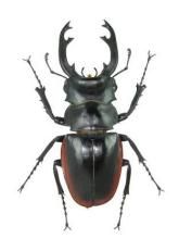 庫光奧鍬甲 庫光奧鍬甲