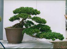 不同造型的盆景