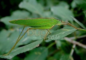 日本條螽 日本條螽