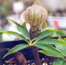 淺裂南星 淺裂南星