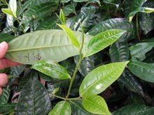 長葉白毫 長葉白毫