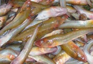 粉紅尾蝦虎魚 粉紅尾蝦虎魚